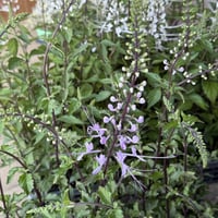 ネコノヒゲ  ピンク