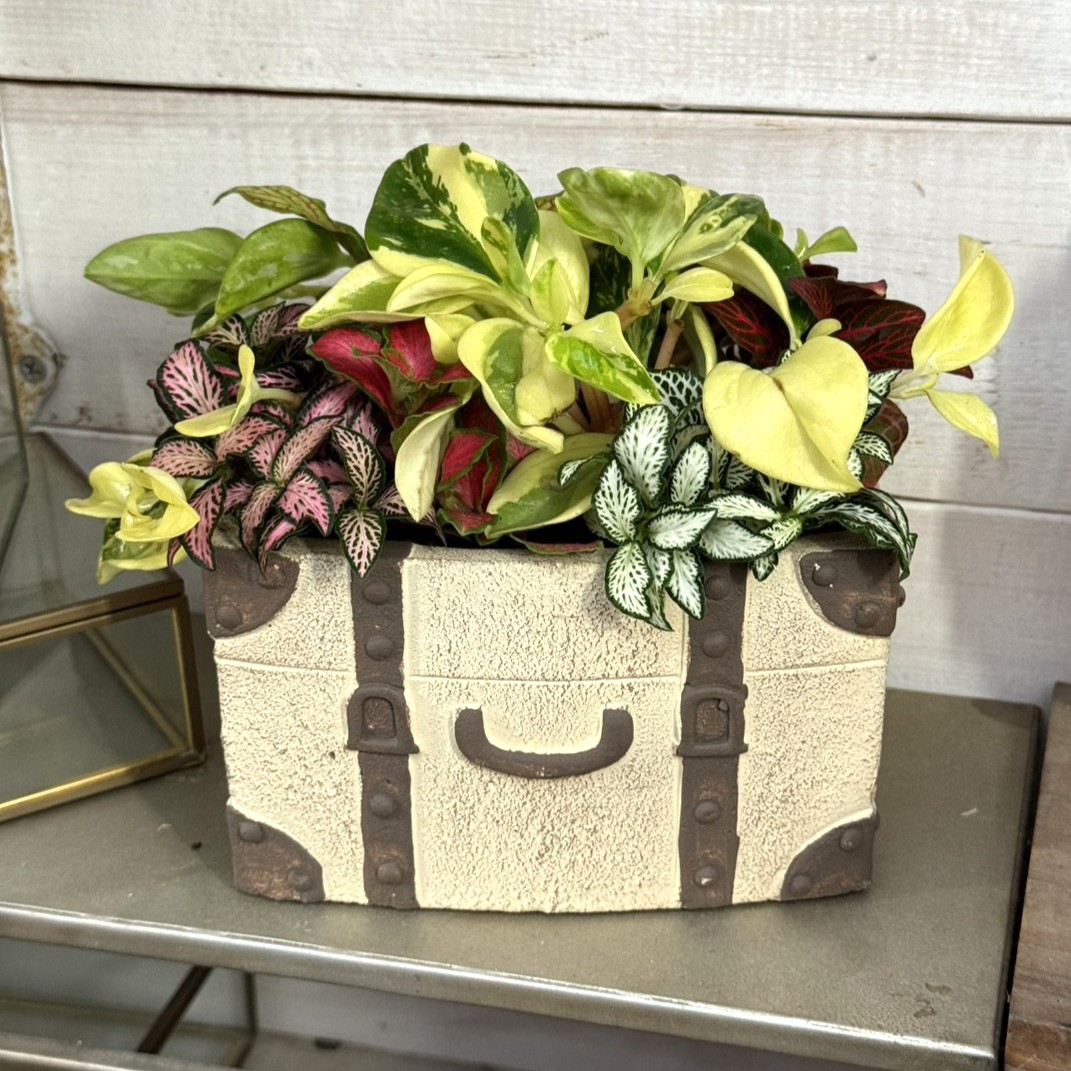 ミニ観葉】爽やかカラーの観葉寄せ植え※寄せ植え完成品 | プチフルール