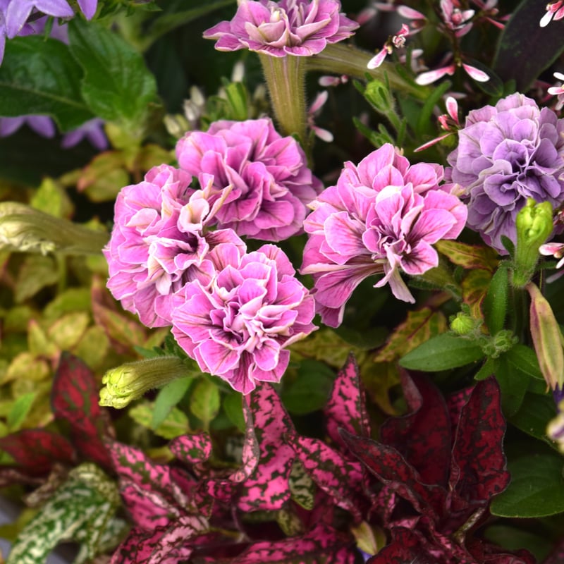 パープル×ピンク」の華やか寄せ植え※寄せ植えセット | プチフルール
