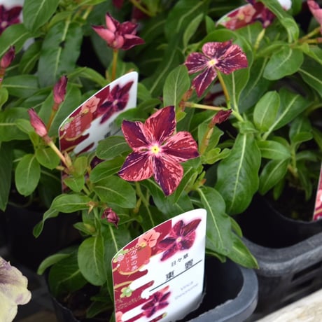 ニチニチソウ「東雲」