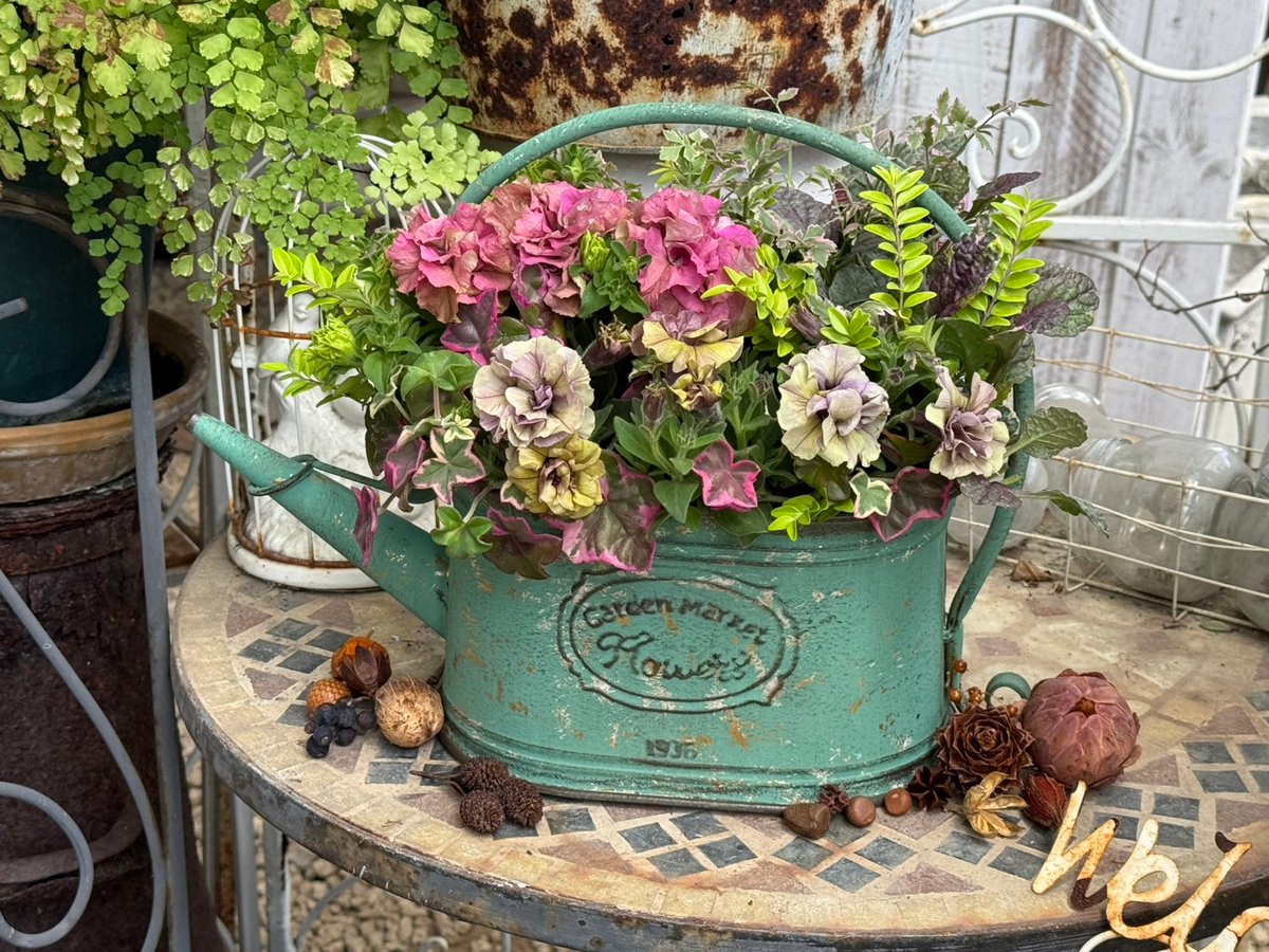 花友受賞＆プレゼント付き】シックなペチュニア寄せ植え※完成品 | プチ