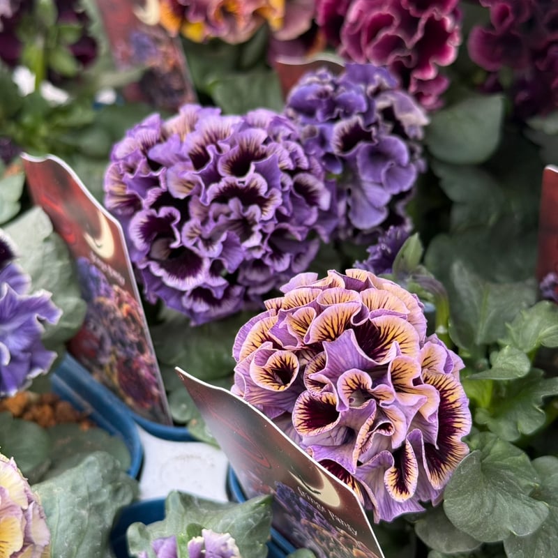 サトウ園芸さん】パンジー「ドラキュラ」 | プチフルール ネットショップ