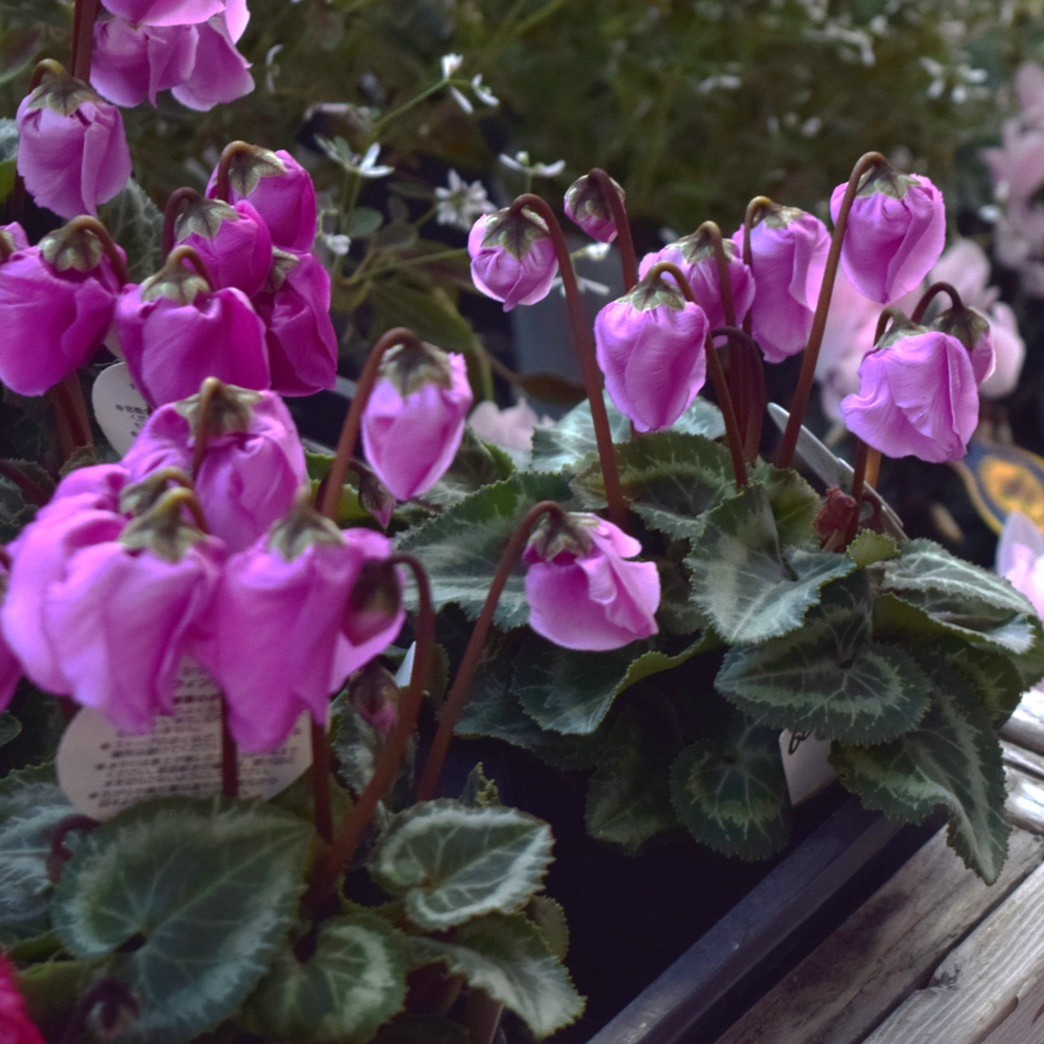 花 ロングセラー ヨコハマセレクション 今年もグリホにやってきました