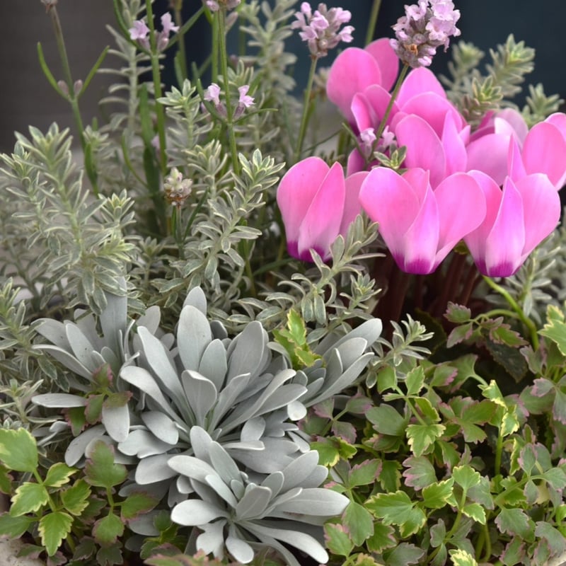 ショウイチオシ 】「シクラメン×ラベンダー」のピンク寄せ植え※寄せ