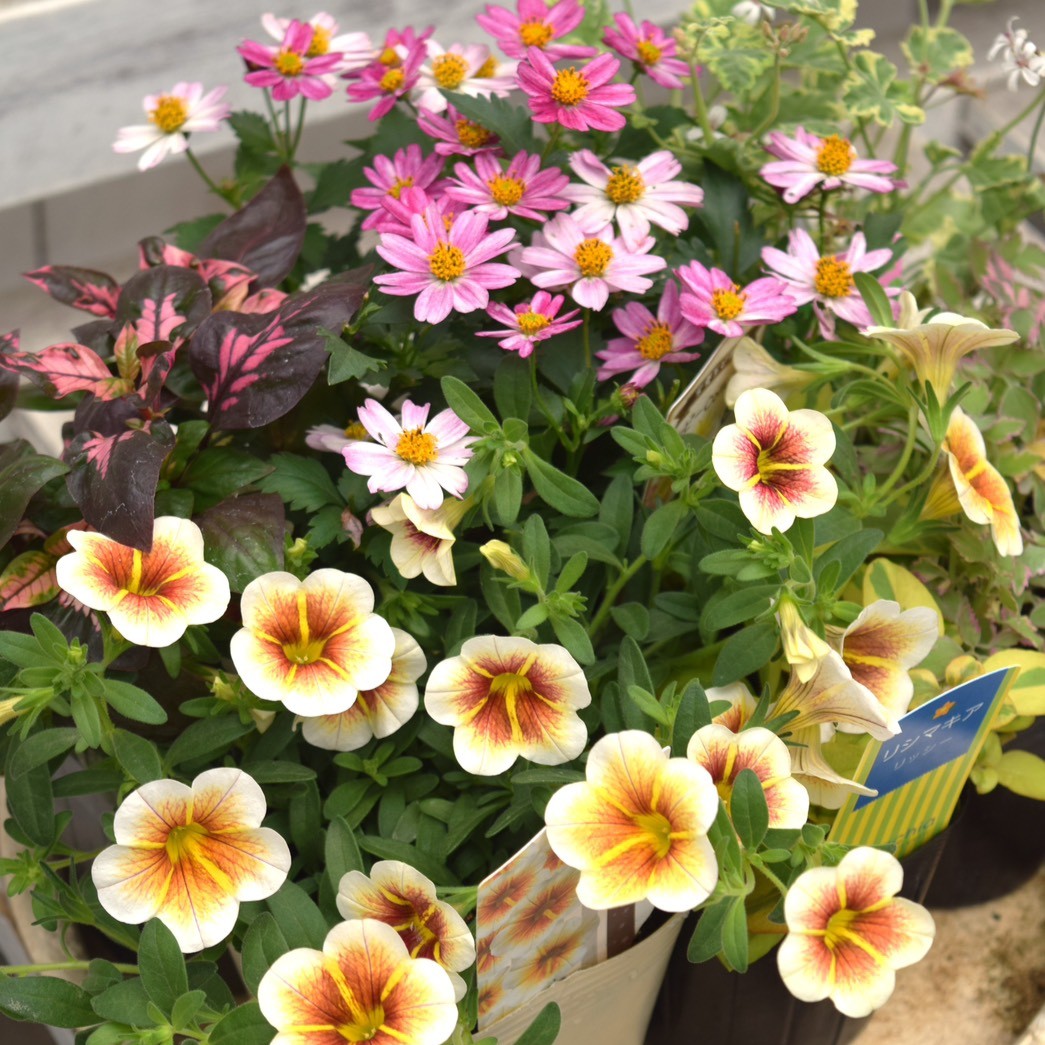 カプチーノページ ショウイチオシ！」カプチーノのナチュラル寄せ植え ※寄せ植え完成品