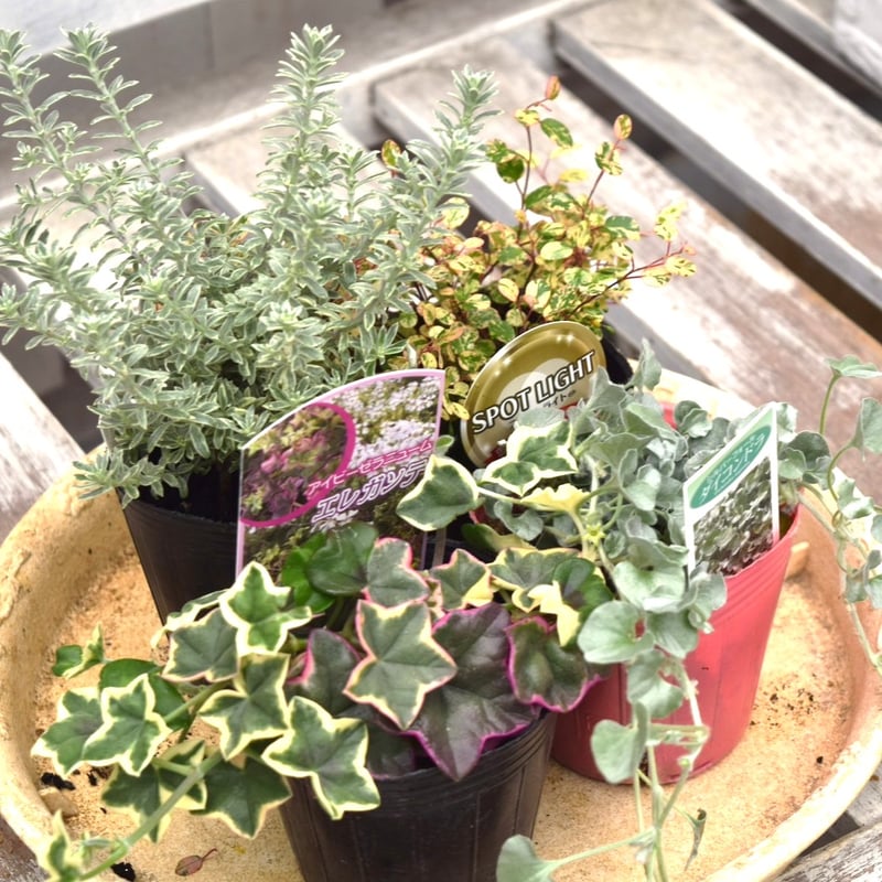 寄せ植えの相棒！リーフセットⅣ】花友完売！シックなカラーリーフ