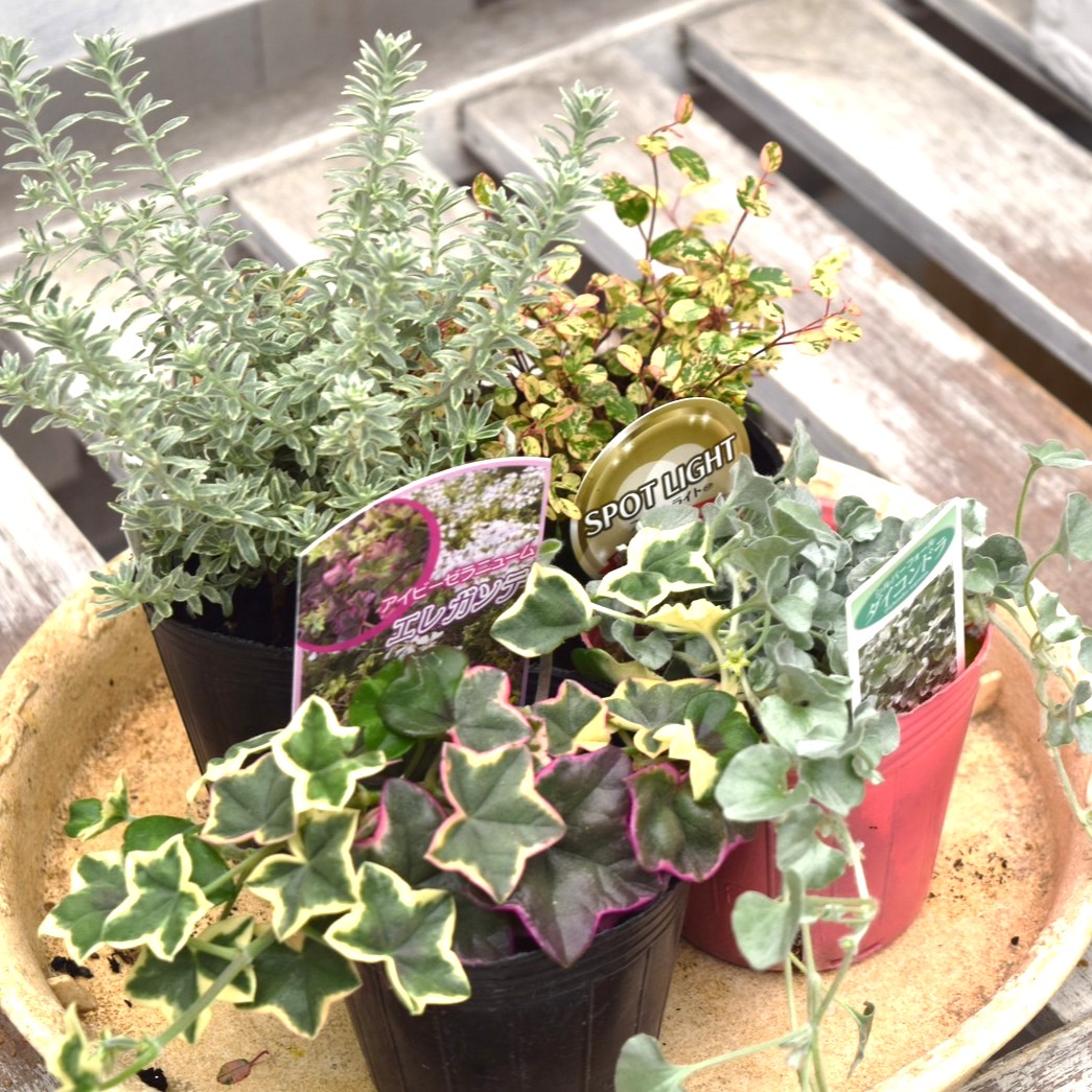 アセビ 寄植え 2セット アセビ様専用 寄植え 2セット 【公式通販】