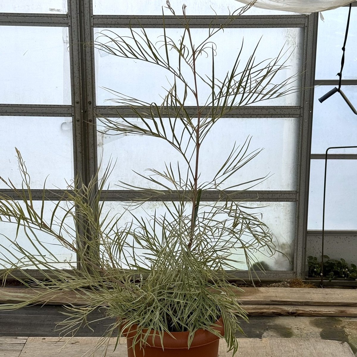 グレビレア ハニーワンダー 枝分かれ オージープランツ 低木 苗木 植木 希少 激レア・枝分かれ】グレビレア ハニーワンダー | プチフルール