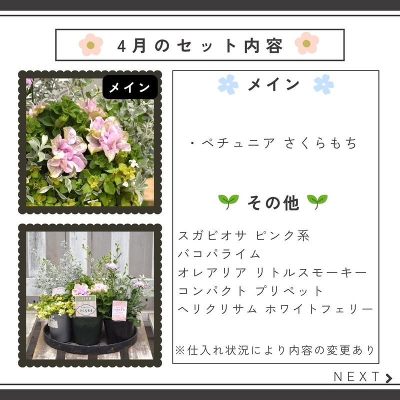 お花のプチフル定期便 「寄せ植えセット」 | プチフルール ネットショップ