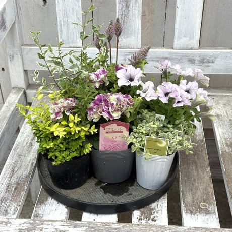 CATEGORY 寄せ植えセット | プチフルール ネットショップ