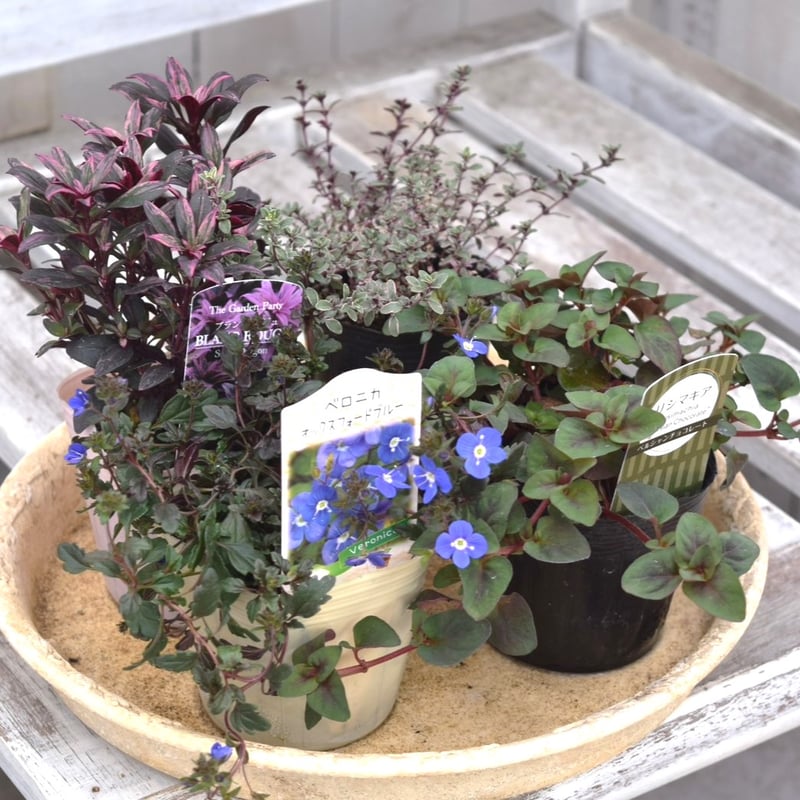 寄せ植えの相棒！リーフセットⅡ】シックな寄せ植えを作れるカラー