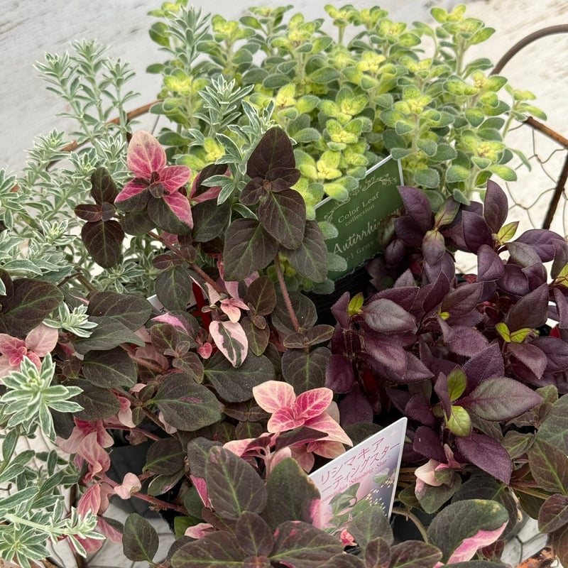 寄せ植えの相棒！リーフセットⅡ】シックな寄せ植えを作れるカラー