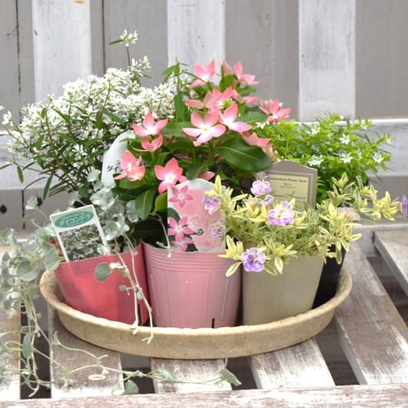 CATEGORY 寄せ植えセット | プチフルール ネットショップ
