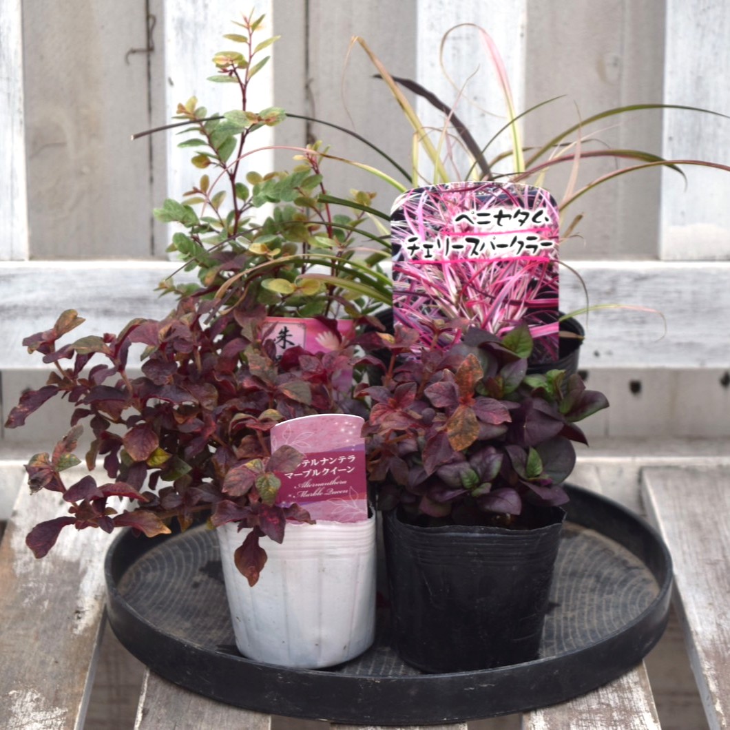 ワイン色木蓮 鉢ごと発送 ワイン色木蓮 鉢ごと発送 ワイン色木蓮 鉢