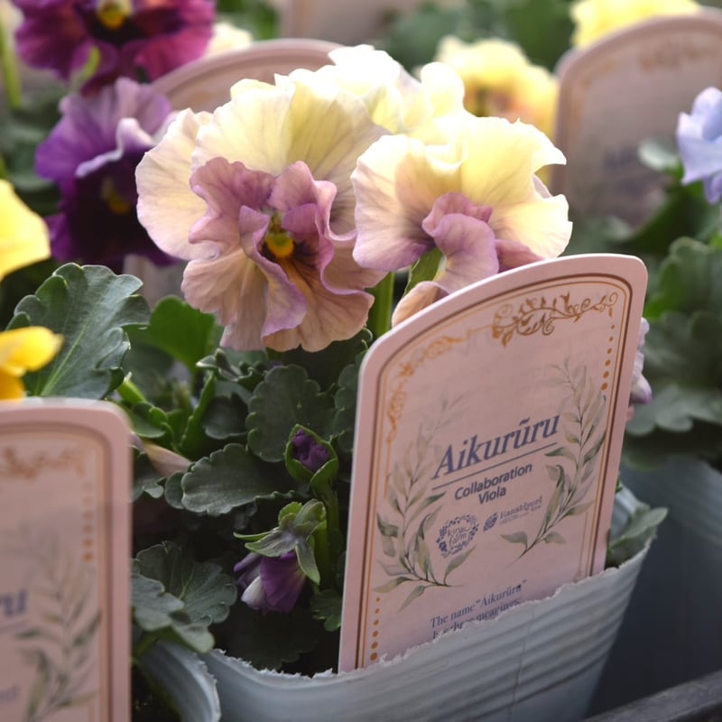 桐生ふぁ～むさん×花日和さん】ビオラ「アイクルール」 | プチフルール