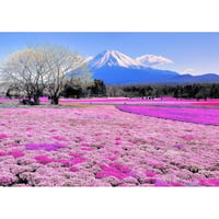 絵画風 壁紙ポスター (はがせるシール式) 富士芝桜 富士山 本栖湖 富士芝桜まつり さくら キャラクロ FJS-041A1 (A1版 830mm×585mm)
