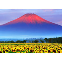 絵画風 壁紙ポスター (はがせるシール式) 赤富士 朝焼けの富士山と向日葵畑 ひまわり 幸運 開運 縁起物 風水 パワースポット キャラクロ FJS-033A1 (A1版 830mm×585mm)