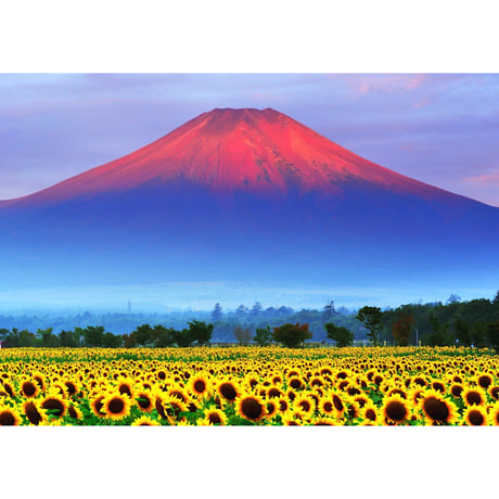 絵画風 壁紙ポスター (はがせるシール式) 赤富士 朝焼けの富士山と向日葵畑 ひまわり 幸運 開運 縁起物 風水 パワースポット キャラクロ FJS-033A2 (A2版 594mm×420mm)