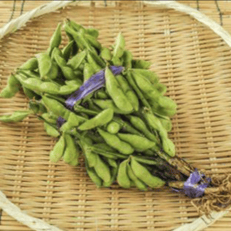 えだまめ | STORES