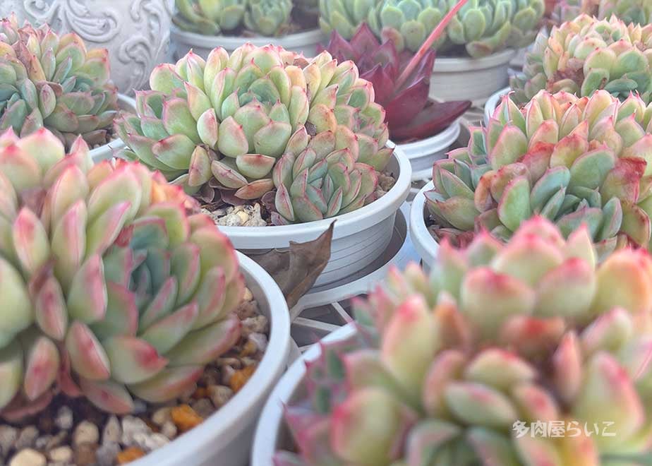 特大群生！ストロベリーアイス【ポット苗】659-435 | 多肉屋らいこ