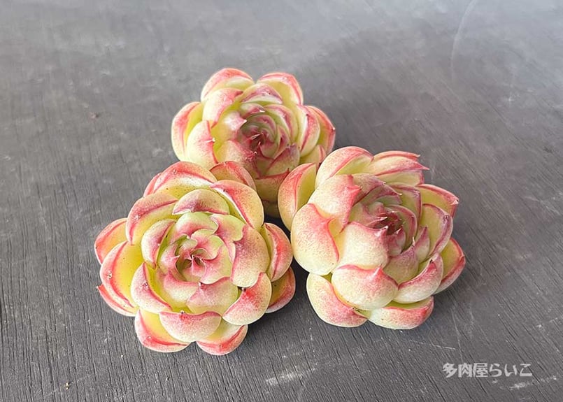 エンチャンティングフェアリー【中国苗】532-212 | 多肉屋らいこ