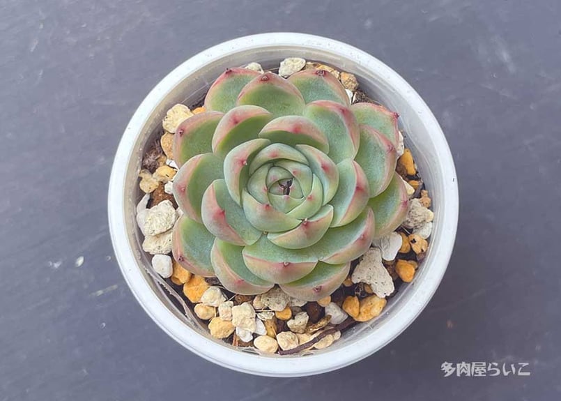 ピンククリスタルローズ 【ポット苗】 404-494 | 多肉屋らいこ ピンククリスタルローズ 【ポット苗】 404-494 | 多肉屋らいこ
