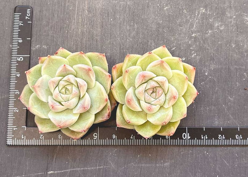 フェイスライクジェイド【韓国苗】314-19 | 多肉屋らいこ