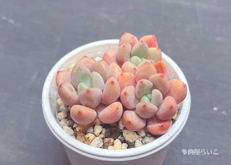 むちむちピンク！スポットカービデュー【ポット苗】667-443 | 多