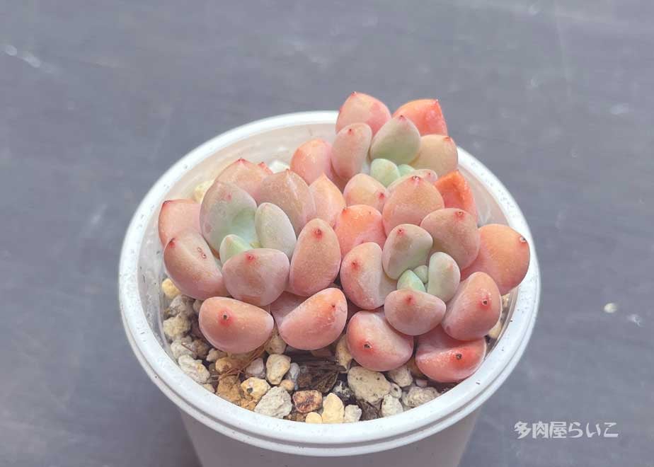 むちむちピンク！スポットカービデュー【ポット苗】667-443 | 多肉屋らいこ