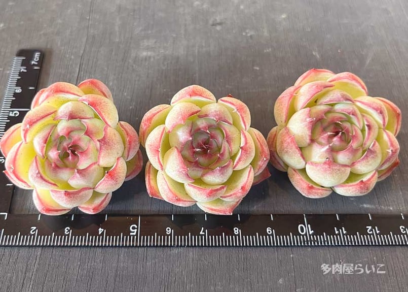 エンチャンティングフェアリー【中国苗】532-212 | 多肉屋らいこ