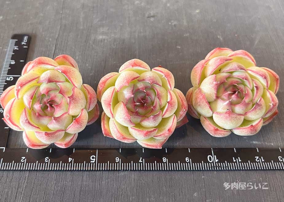 エンチャンティングフェアリー【中国苗】532-212 | 多肉屋らいこ