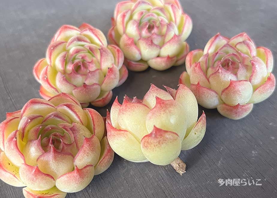 エンチャンティングフェアリー【中国苗】532-212 | 多肉屋らいこ