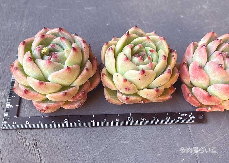 Prizum 特大 (韓国苗) 【公式通販】