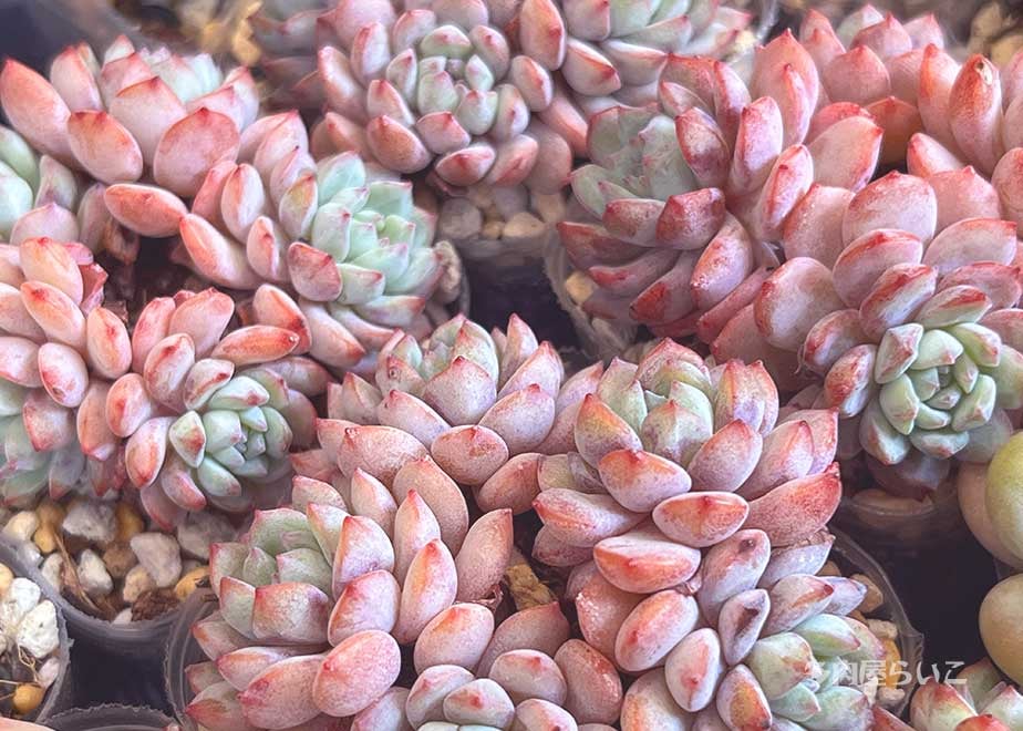 インドネシア苗 多肉植物 レッドプリンス錦 速達付き 専用