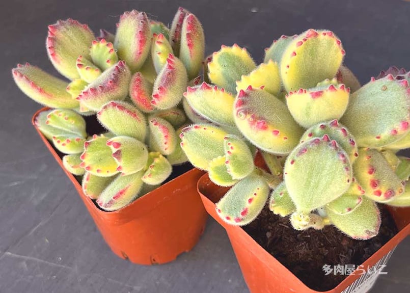 群生！熊童子錦【農家直接入荷！ポット苗】501-177 | 多肉屋らいこ