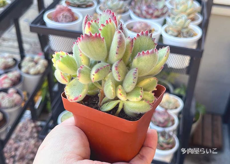 群生！熊童子錦【農家直接入荷！ポット苗】501-177 | 多肉屋らいこ