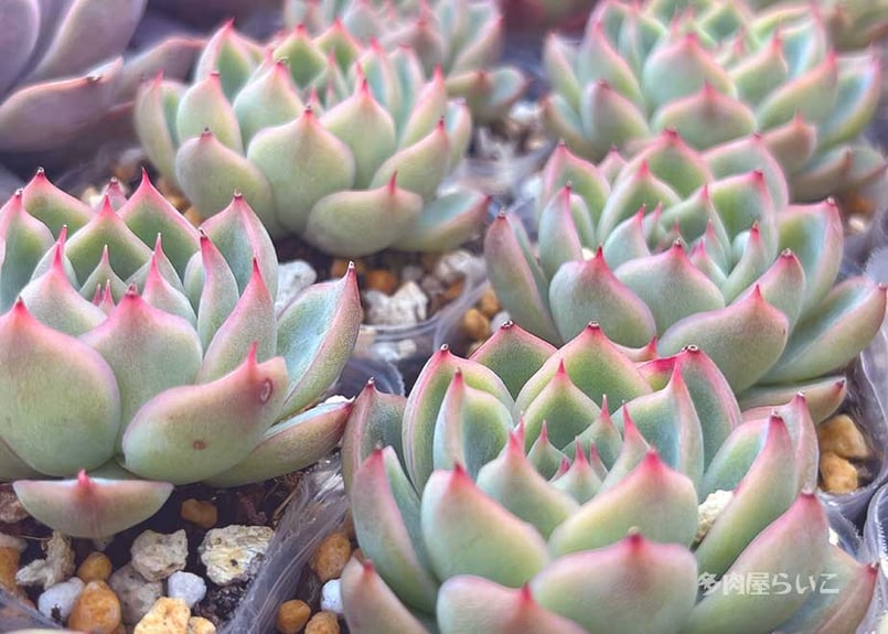 ピンククリスタルローズ 【ポット苗】 404-494 | 多肉屋らいこ