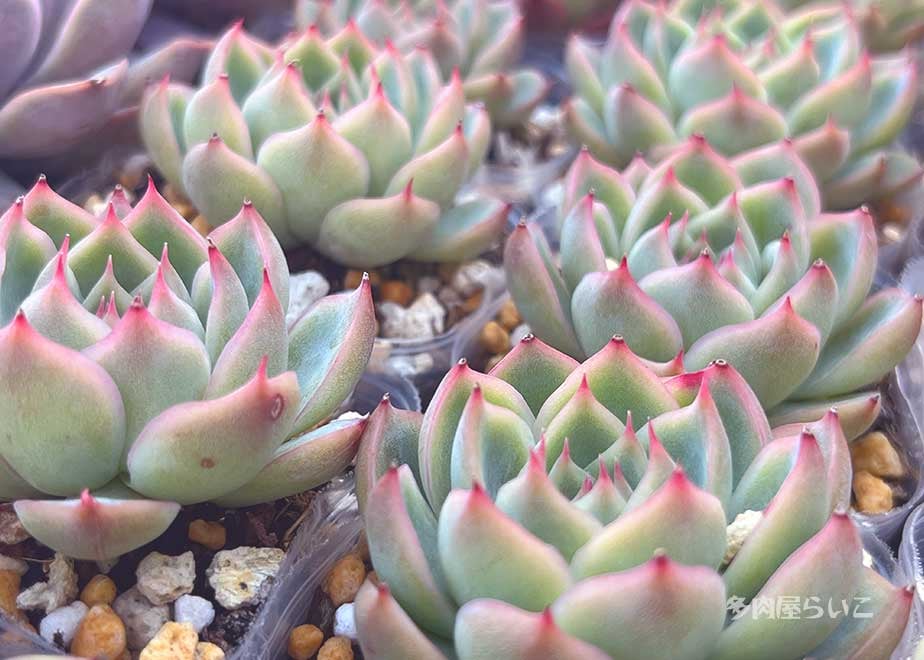 クリスタルローズ ピンククリスタルローズ #ピンククリスタルローズet ・ ・ 連投