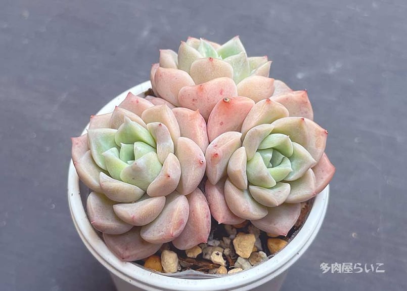 多肉植物　Clara群生 多肉植物 Clara群生 【公式通販】