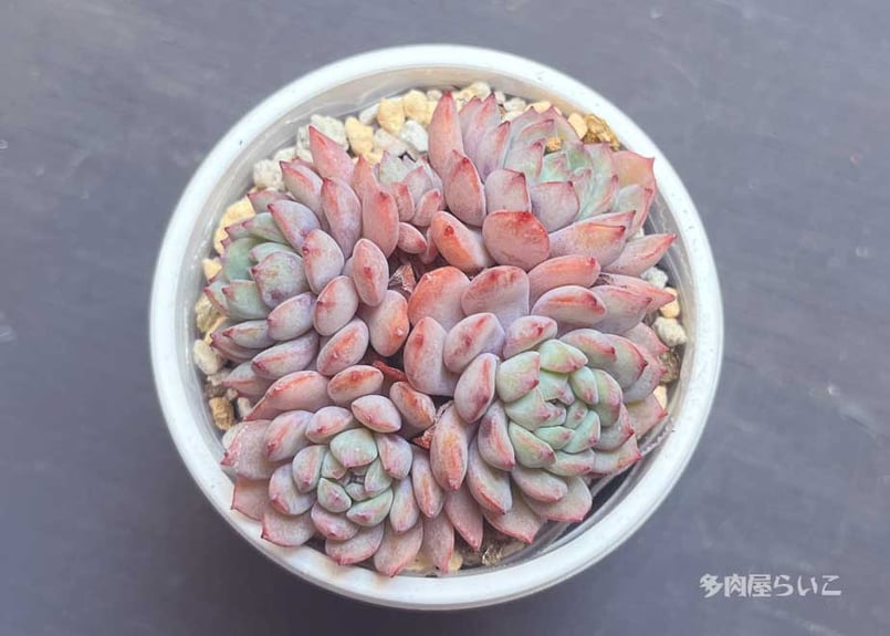 9月末まで期間限定セール】希少プルメリア ペナンレッド ポットごと