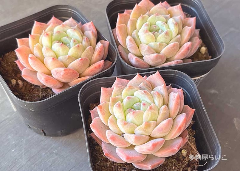 多肉植物　韓国苗　シュガークリスタル　発根済み シュガークリスタル【農家直接入荷！ポット苗】506-182 | 多肉屋らいこ