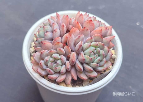 じゅにの多肉屋様　GAI-W80AW じゅにの多肉屋様 GAI-W80AW 観葉植物