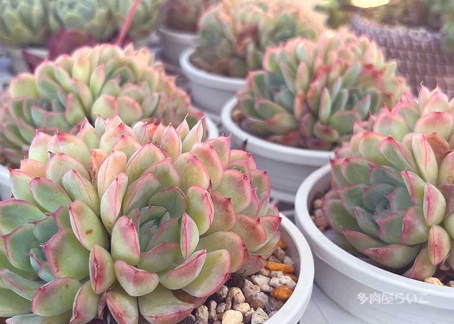 fit=scale-down,w=1200