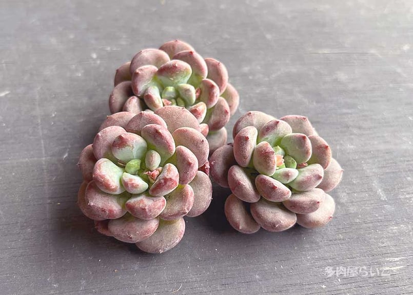 ぷくぷく！クリスタルレイク【韓国中国系】616-382 | 多肉屋らいこ