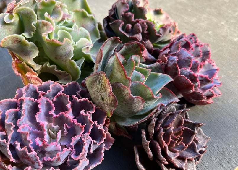 特盛！！ひらひら系エケベリア6苗セット【期間限定】0-325 | 多肉屋らいこ