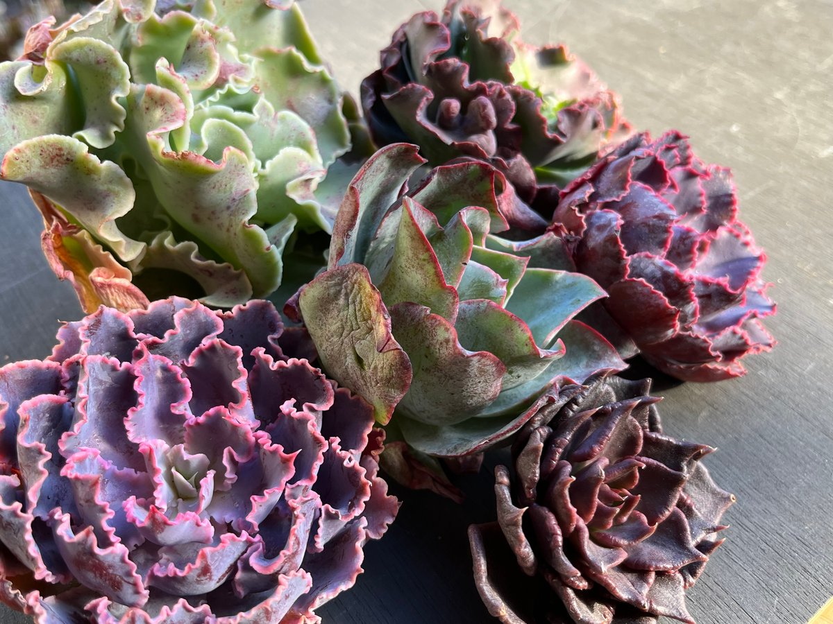 特盛！！ひらひら系エケベリア6苗セット【期間限定】0-325 | 多肉屋らいこ