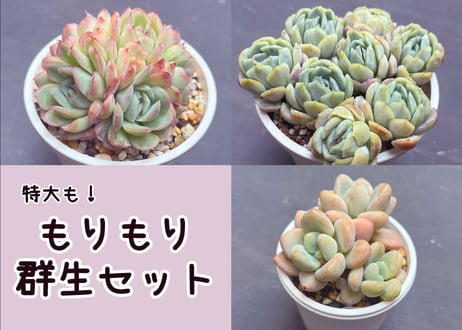 多肉屋らいこ
