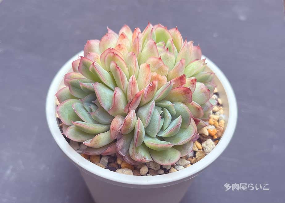 特大群生！ストロベリーアイス【ポット苗】659-435 | 多肉屋らいこ