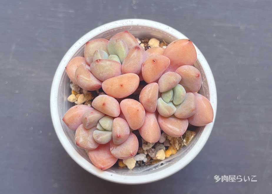 カット苗✨プリティインピンク錦♥️ 多肉小屋の斑入り多肉たち | ブログ版Olive&SucculentGarden