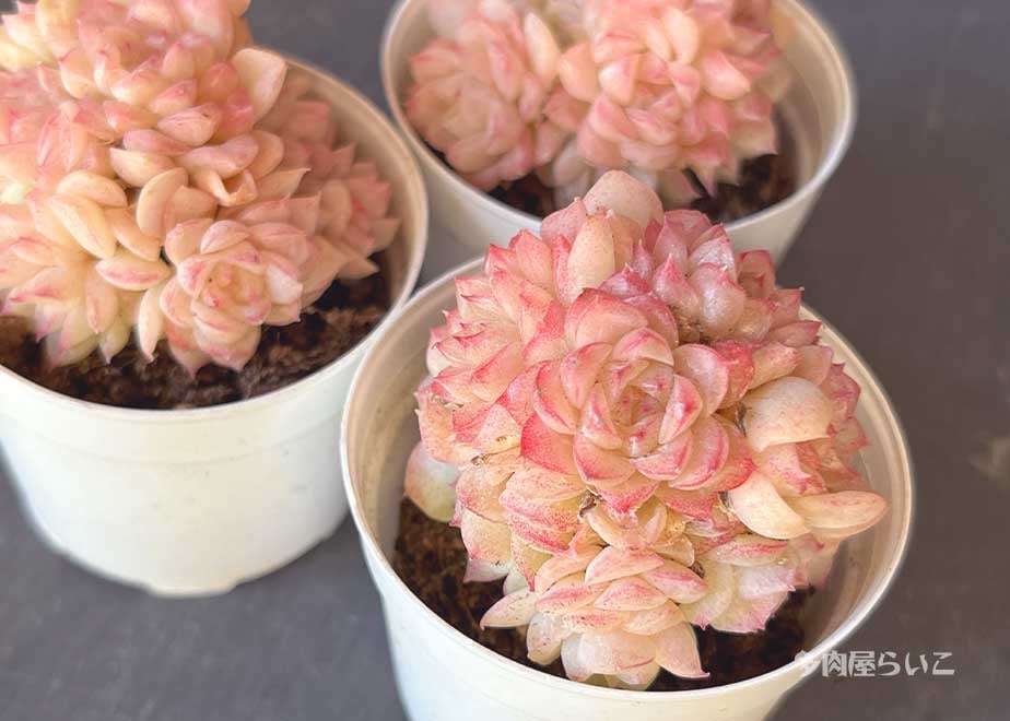 群生！ピンククイーン【農家直接入荷！ポット苗】503-179 | 多肉屋らいこ